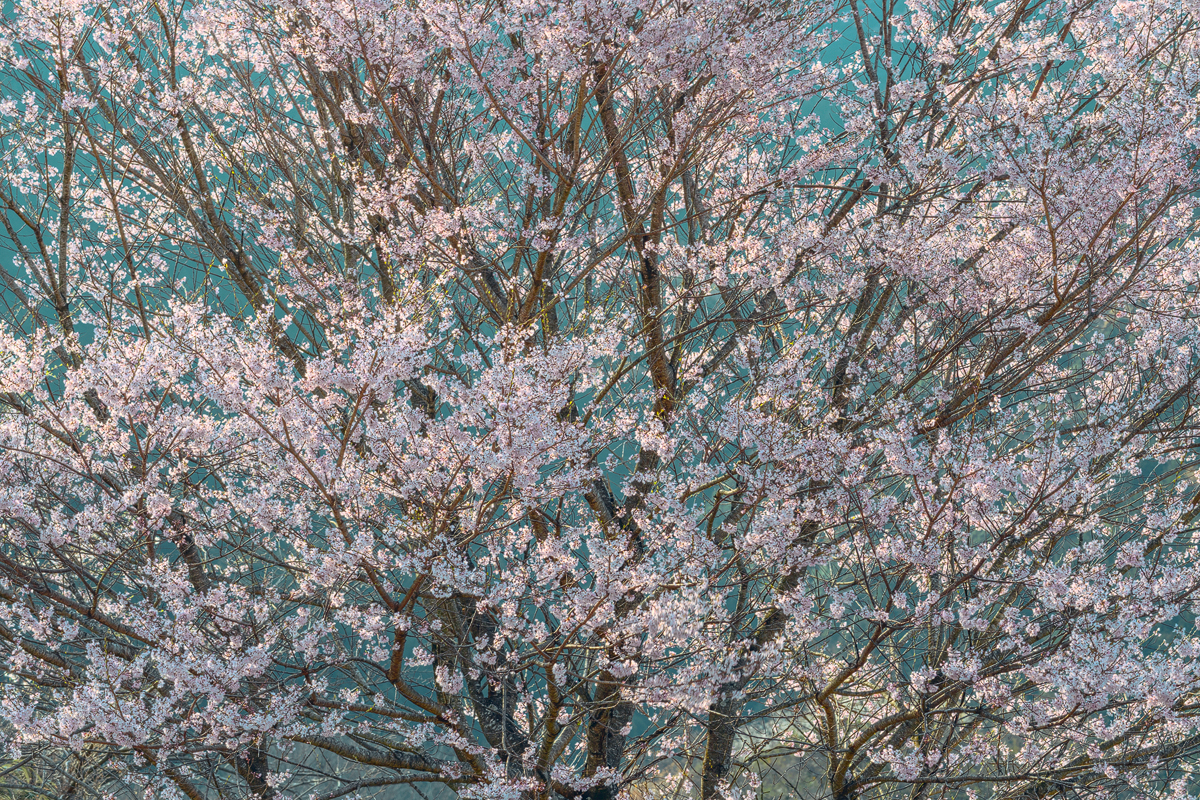 森15
