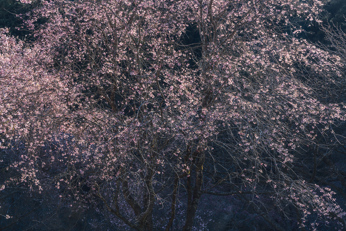 森4